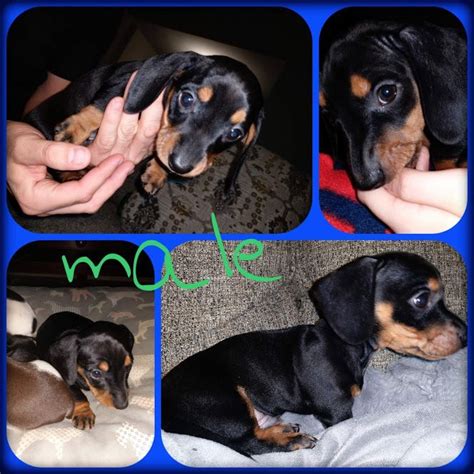 dachshunds for sale in austin texas|dachshund breeders in austin tx.